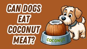 Dog eating a bowl of shredded coconut meat, ok in moderation for canines