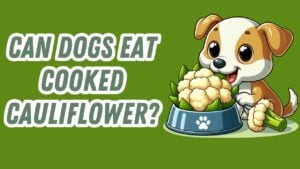 Dog eating vet-recommended healthy veggies like cooked cauliflower pieces from a food bowl