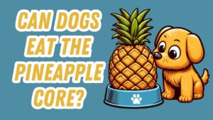 Slice of pineapple core considered safe and healthy tropical fruit snack for dogs