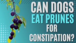 Can dogs eat prunes for constipation? Understand the potential benefits and risks of using prunes to address constipation in dogs.