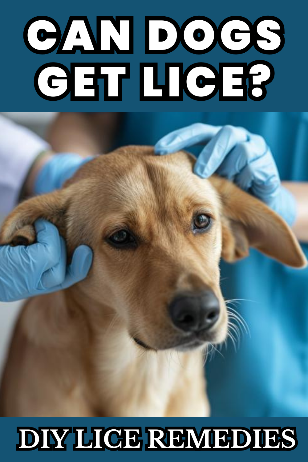 Discover if dogs can get lice and explore preventive measures. Learn about the signs and treatment of lice in dogs.