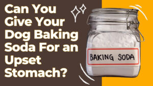 Can you give your dog baking soda for an upset stomach? Understand the proper dosage and considerations for using baking soda as a remedy.