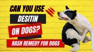 Can you use Desitin on your dog? Explore the safety and considerations of using Desitin for canine skin issues.
