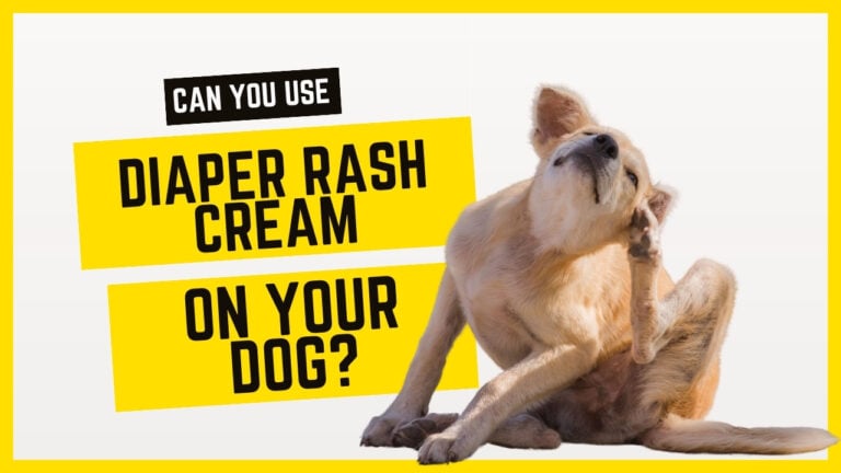 Can you use diaper rash cream on your dog? Explore the safety and effectiveness of using diaper rash cream for canine skin issues.