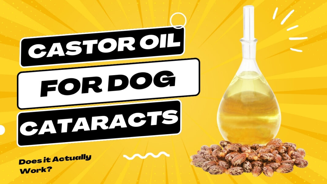 Castor Oil for Dog Cataracts [Does it Actually Work?]