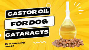 Explore the use of castor oil for dog cataracts. Understand the potential benefits and considerations of using castor oil to support eye health in dogs.
