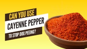Use cayenne pepper to stop dog peeing. Explore natural methods to deter unwanted behaviors in your furry friend.