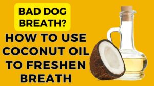 Spoon with coconut oil being given to dog for bad breath for "coconut oil for dog breath"