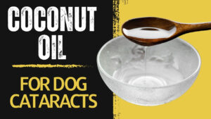 Manage dog cataracts with coconut oil. Learn about the potential benefits and proper application of coconut oil for supporting eye health in dogs.