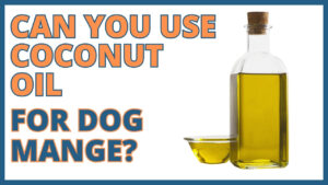 Manage dog mange with coconut oil. Learn about the potential benefits and proper application of coconut oil for treating mange in dogs.