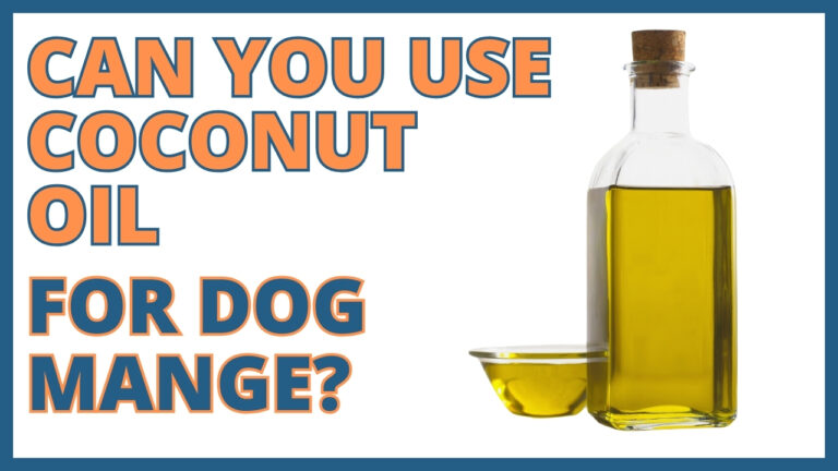 Manage dog mange with coconut oil. Learn about the potential benefits and proper application of coconut oil for treating mange in dogs.