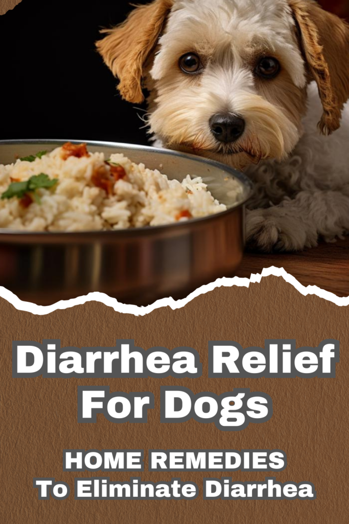 Curated visual reference: My Dog Has Constant Diarrhea Addressing Digestive Issues Photo Inspiration