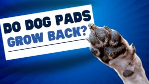 Do dog pads grow back? Learn about the healing process and factors influencing the regrowth of your dog's paw pads.