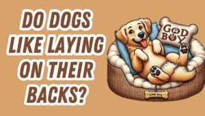 Laughing dog rolling happily on back indicating dogs find this position calming