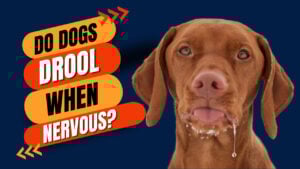 dog drooling nervous: Understanding dog anxiety - Coping with nervous drooling