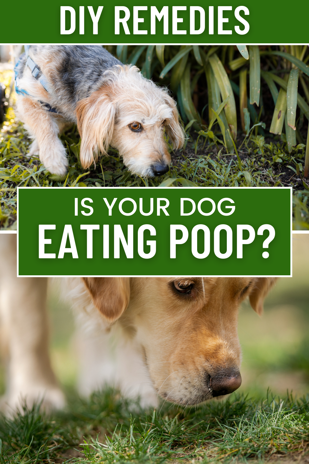 Explore effective remedies to discourage your dog from eating poop. Understand the reasons behind this behavior and how to tackle it.