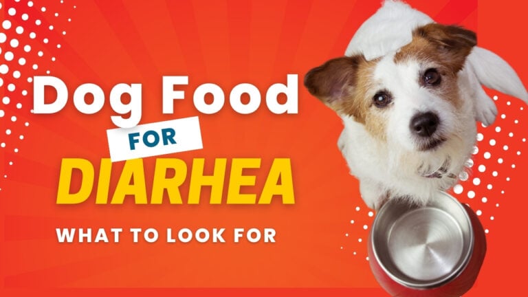 Looking for dog food for dogs with diarrhea? Explore suitable options and dietary considerations to manage digestive issues in your pet.