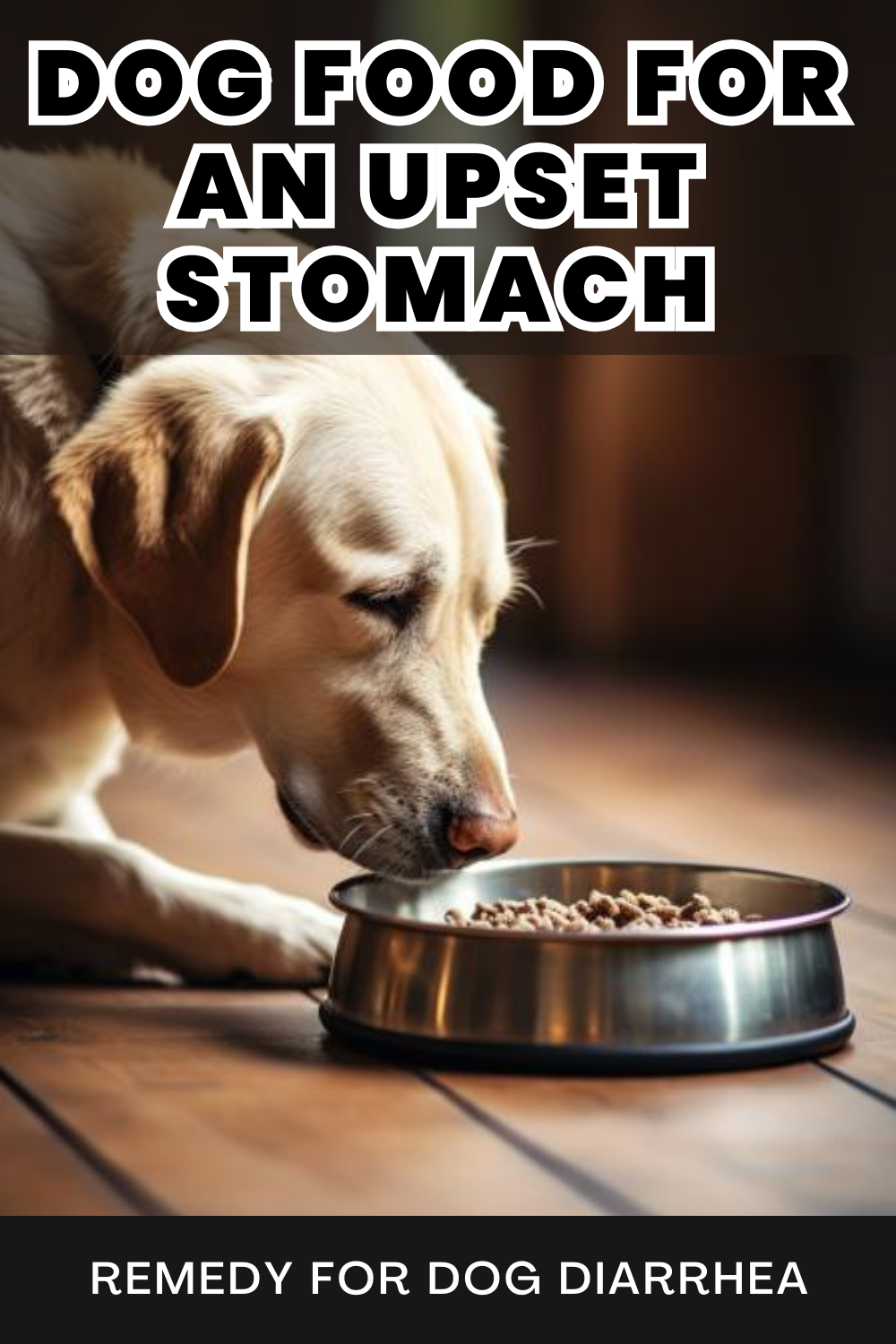 Choose the right dog food for an upset stomach. Explore options to soothe your dog's digestive issues.