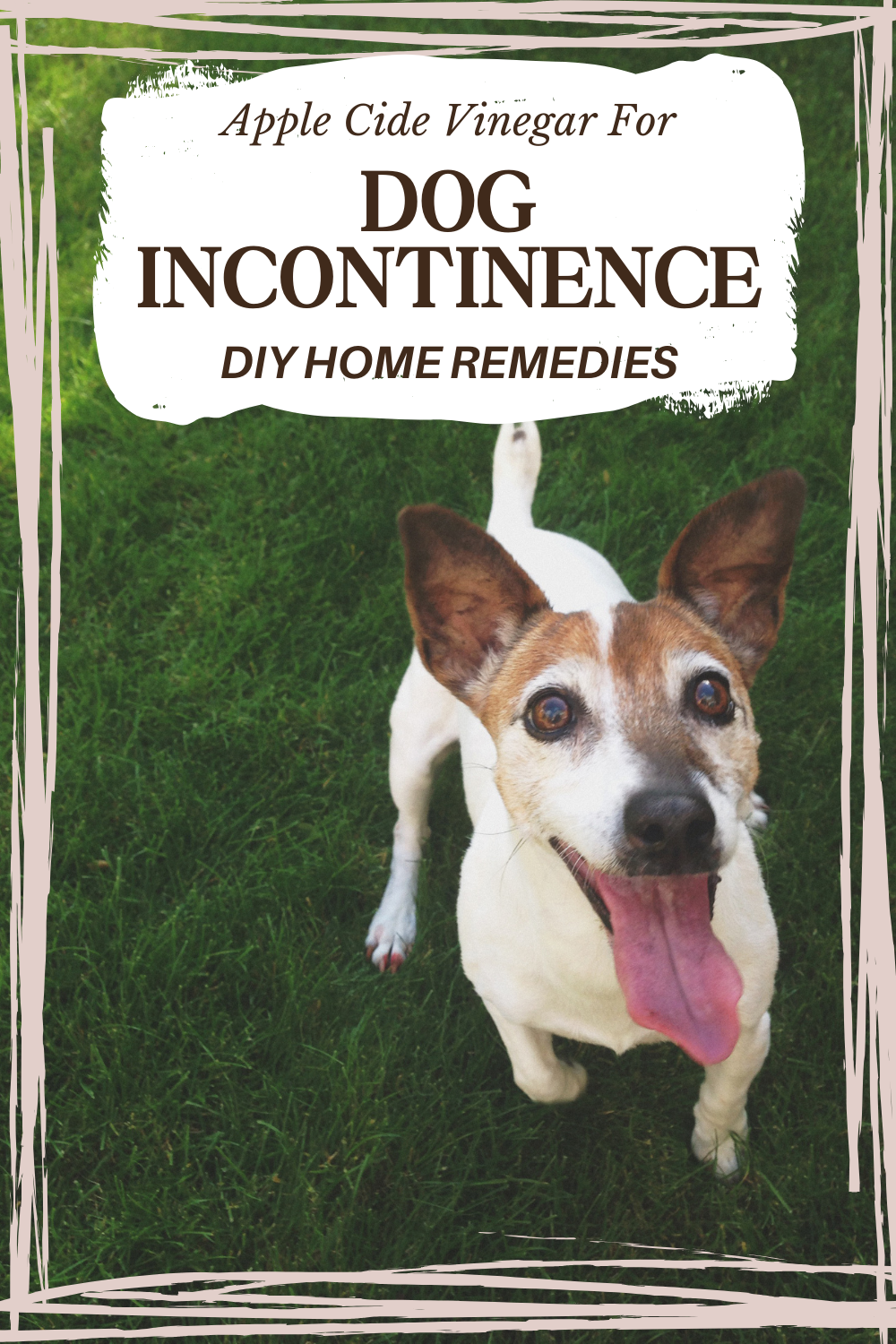 Manage dog incontinence with practical remedies. Learn how to address this issue and ensure your dog's comfort.