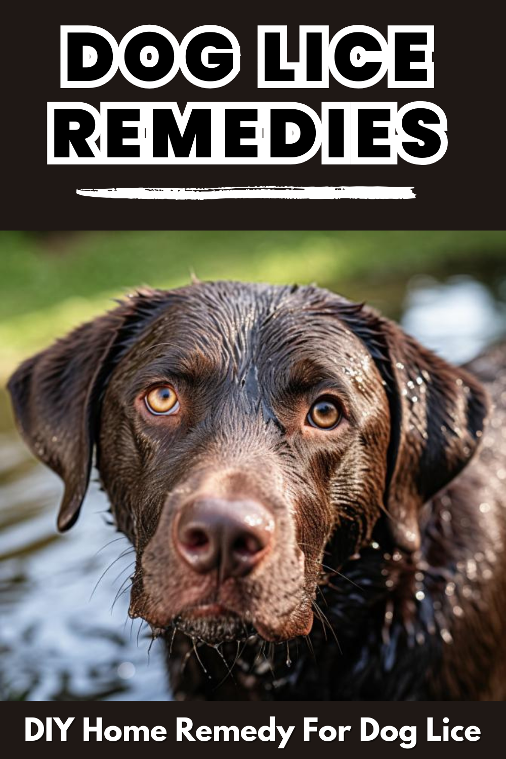 Combat dog lice with effective remedies. Learn about treatments to eliminate these parasites and keep your dog itch-free.
