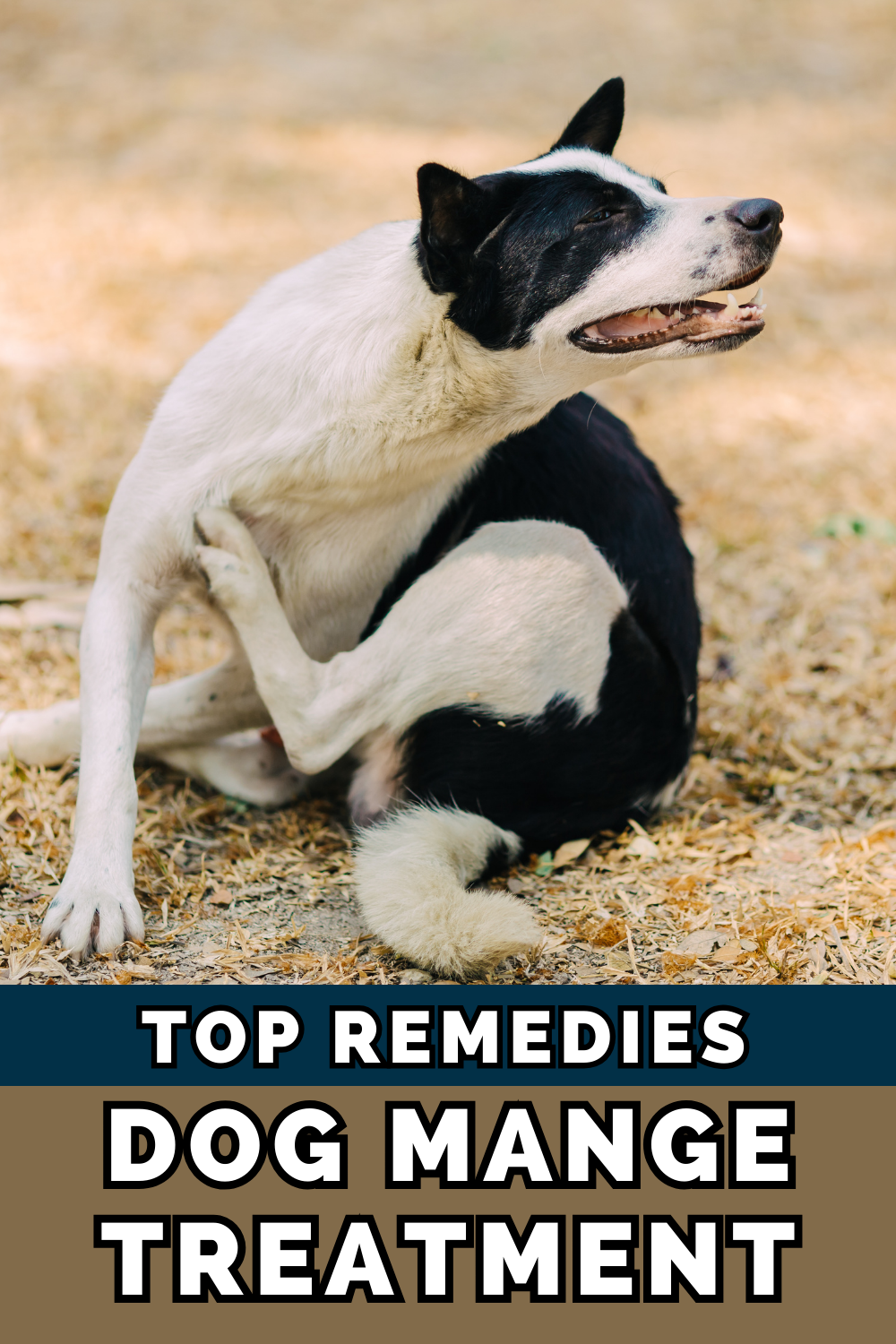 Combat dog mange with effective treatment options. Learn about solutions to address this skin condition and ensure your dog's comfort.
