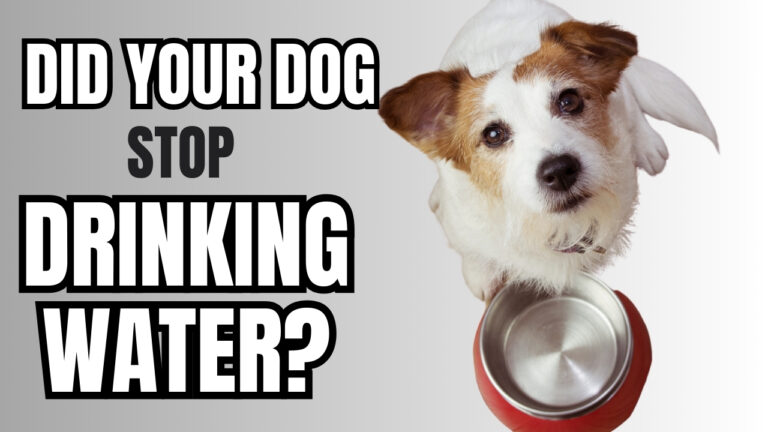 dog not drinking water: Monitoring dog hydration - Encouraging water intake