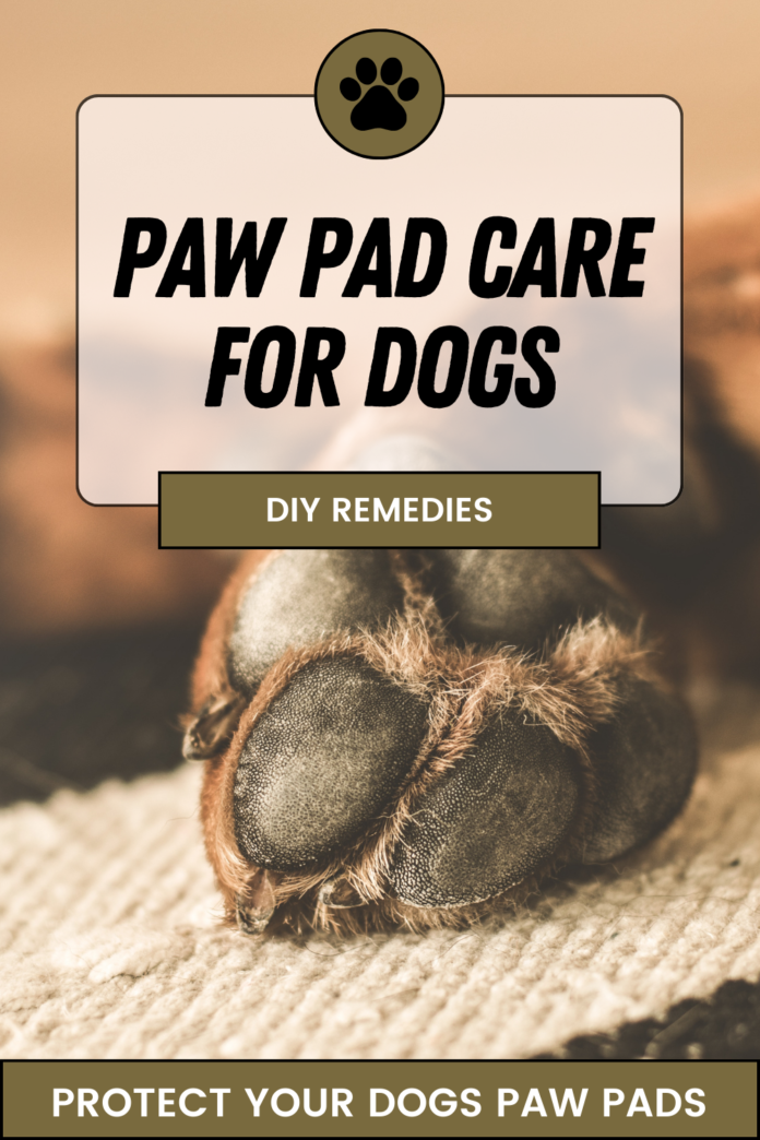 Do Dog Pads Grow Back? [Speed The Healing Process] – Dogdorable