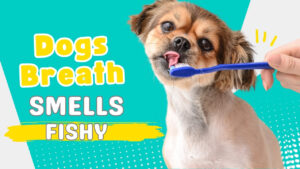 Wondering why your dog's breath smells fishy? Explore potential causes and tips for maintaining your dog's oral hygiene.
