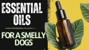essential oils smelly dog: Aromatic solutions - Essential oils for dog odor control