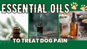 Dog paw print shaped infographic about essential oils for pain for "essential oils to treat dog pain"