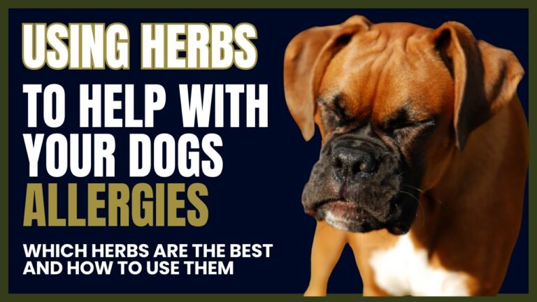 Assortment of herbal supplements for dog allergies for "herbs for dog allergies"