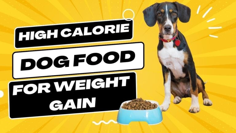 A bag of high-calorie dog food labeled "Weight Gain Formula," with a happy dog on the packaging.
