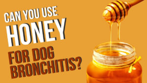 Soothe dog bronchitis with honey. Discover how honey can provide relief for your dog's respiratory issues.