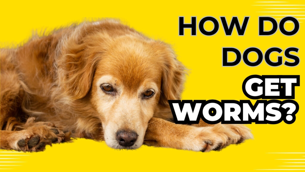 Image showcasing How Do Dogs Get Worms? [Sources and Prevention]