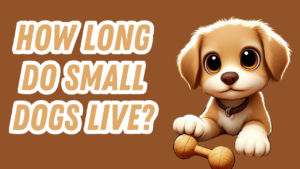 a small dog with a dog toy