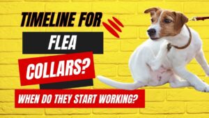 A calendar with a flea collar marked on it, indicating the waiting period for flea collar effectiveness.