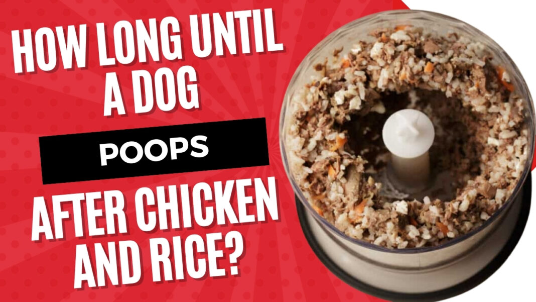 How Long Until a Dog Poops After Eating Chicken & Rice [Digestion Timeline]