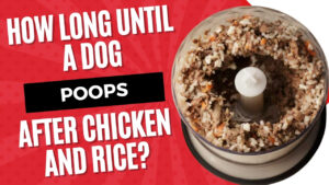 Wondering how long till a dog poops after chicken and rice? Understand the digestive process and what to expect when transitioning to this bland diet.