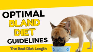 Calendar highlighting 5 days for "how long to feed dog bland diet"