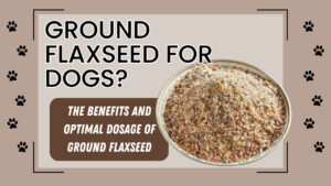 Close up photo of ground flaxseed scoop next to dog food bowl for "how much ground flaxseed should i feed my dog"