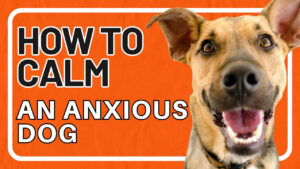 Learn how to calm an anxious dog. Discover effective strategies to help your furry friend relax and reduce anxiety.