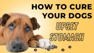 Learn how to cure a dog's upset stomach. Explore natural remedies and dietary adjustments to help your dog recover from an upset stomach.