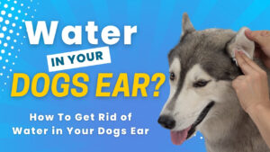 water in dog ear: Managing dog ear health - Removing excess water safely