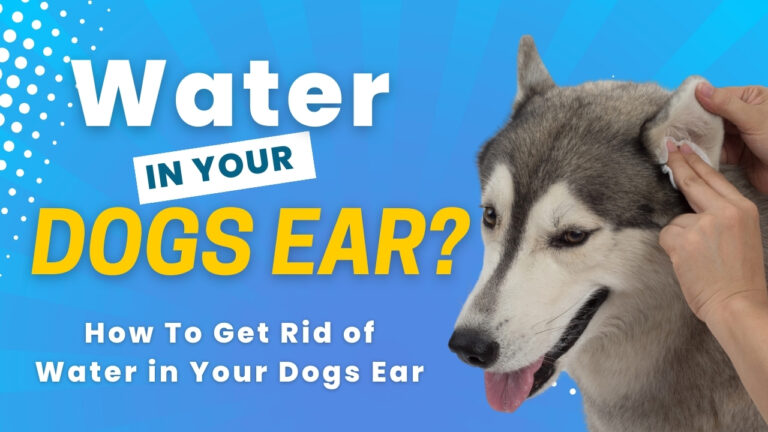 water in dog ear: Managing dog ear health - Removing excess water safely