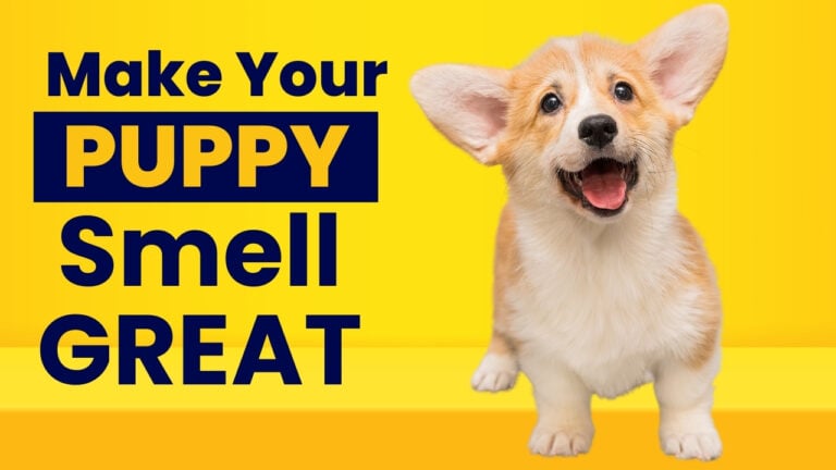 Wondering how to make a puppy smell good? Explore grooming tips and products to keep your puppy smelling fresh and clean.