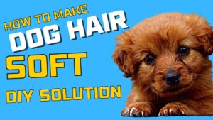 A fluffy dog getting pampered with a gentle brush, illustrating how to make dog hair soft.