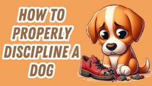 Woman instructing her dog using positive reinforcement during obedient training session