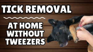 Fingers removing embedded tick from dog's skin for "how to remove a tick from a dog without tweezers"
