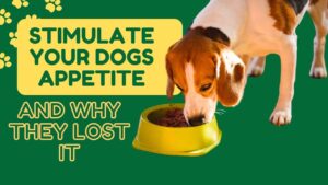 Hand feeding chicken pieces to disinterested dog for "how to stimulate a dogs appetite"