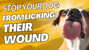 dog licking wound: Preventing licking without collar - Effective wound care for dogs